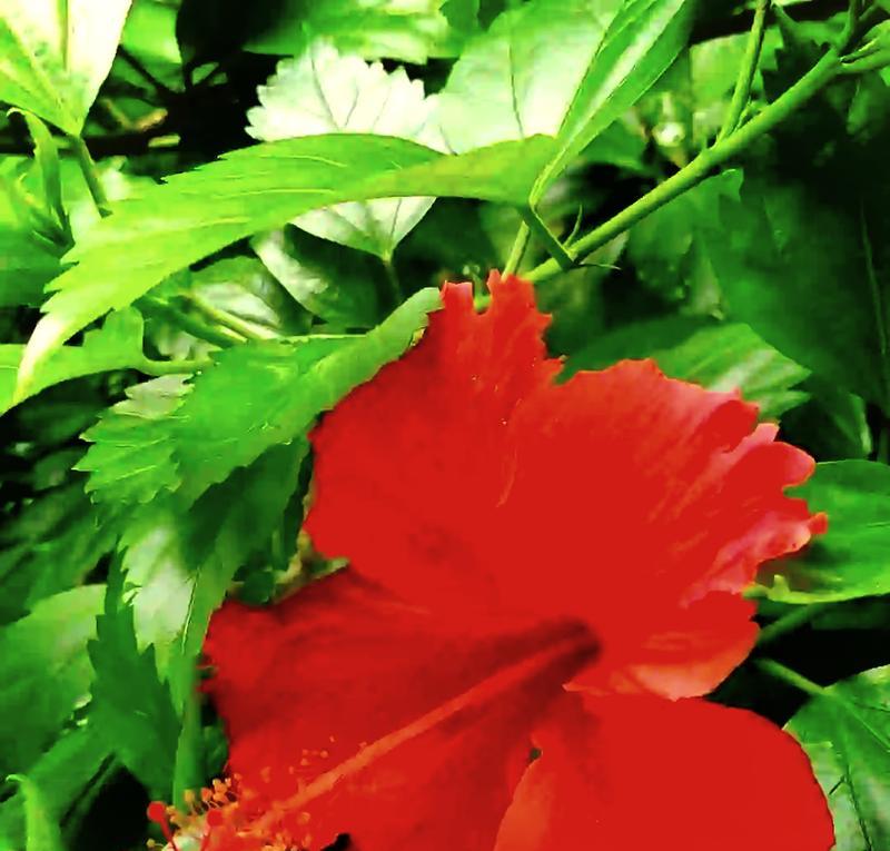 花语朱槿花是什么？朱槿花代表了什么？