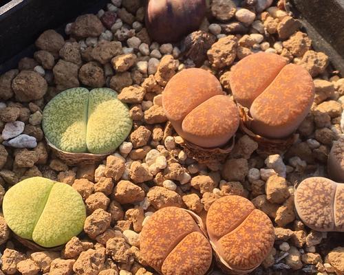 生石化花语是什么意思？生石化代表了什么？