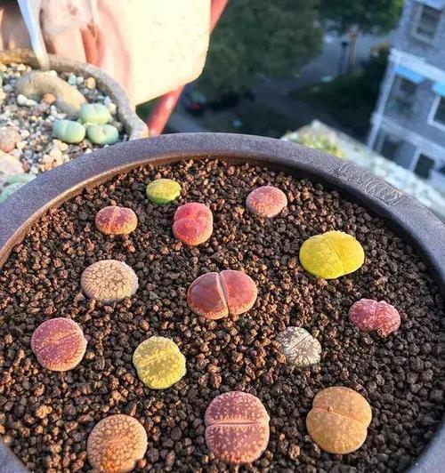 生石化花语是什么意思？生石化代表了什么？