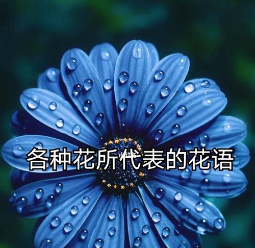 青龙草花语有哪些含义？青龙草代表了什么？