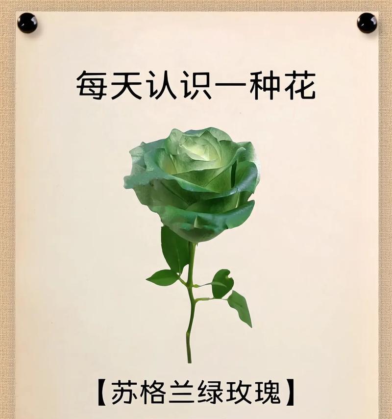 青龙草花语有哪些含义？青龙草代表了什么？