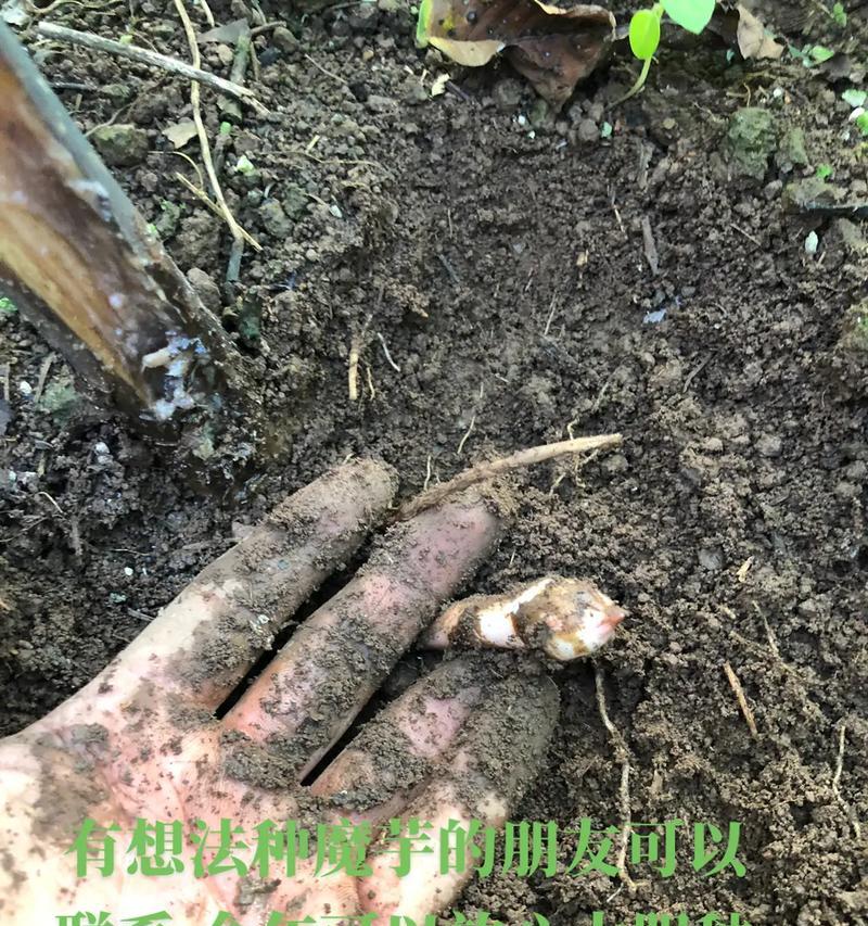 魔芋的花语是什么意思？魔芋代表了什么？