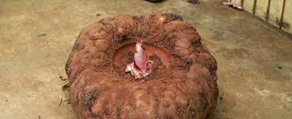 魔芋的花语是什么意思？魔芋代表了什么？