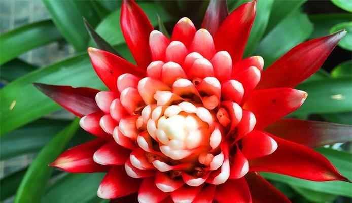 凤梨科花语有哪些含义？凤梨科代表了什么？