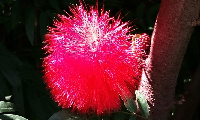 红龙果花语是什么意思？红龙果象征着什么？