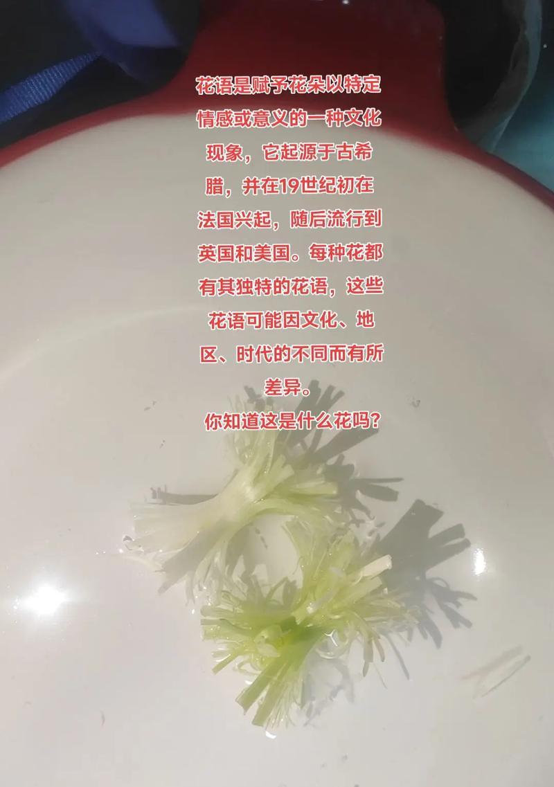 古现代花语有哪些含义？古现代花语代表了什么？
