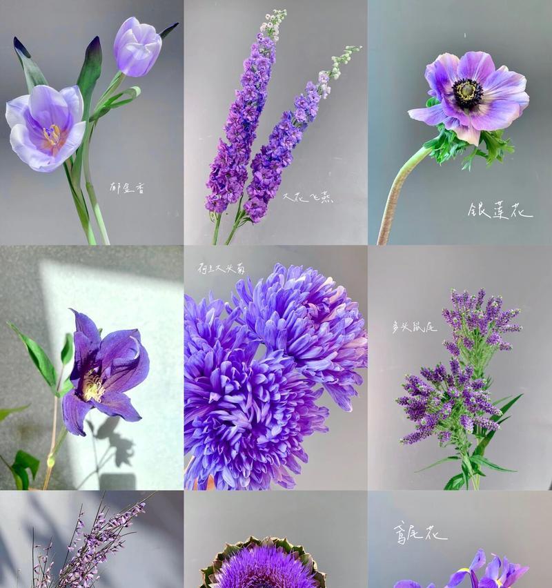 鸾尾草花语是什么？如何表达爱意？