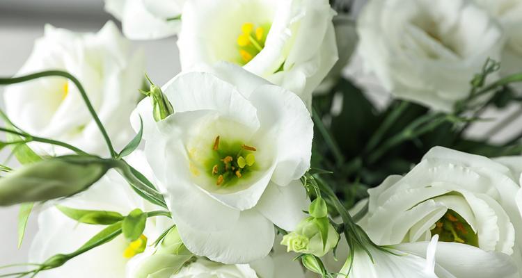 枫花的花语有哪些含义？如何用枫花表达情感？