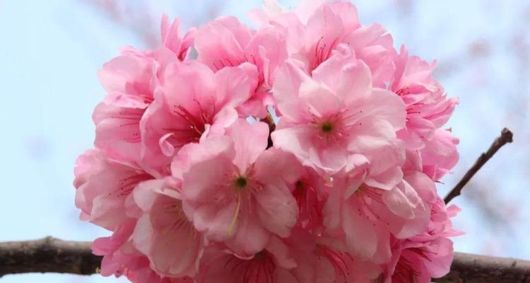 寒樱花花语是什么？寒樱花象征着什么？