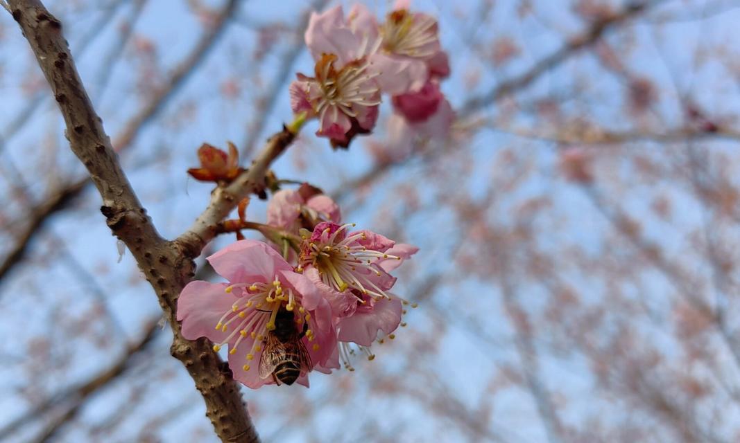 寒樱花花语是什么？寒樱花象征着什么？