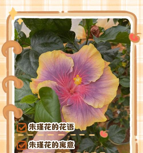 几梗花语有何深意？几梗花代表什么情感？