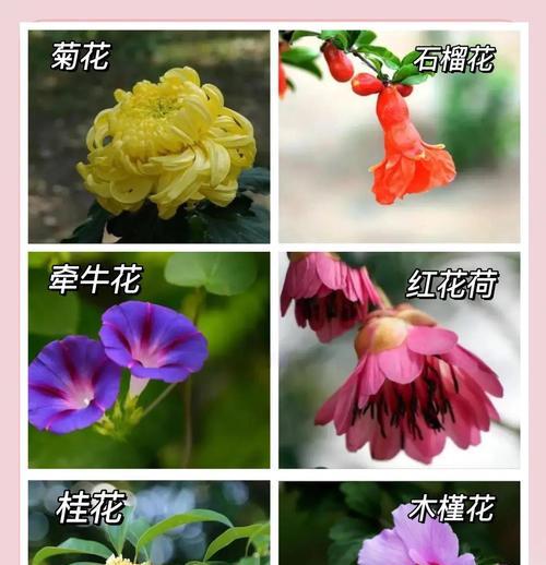 蓝秋花花语是什么意思？蓝秋花象征着什么？