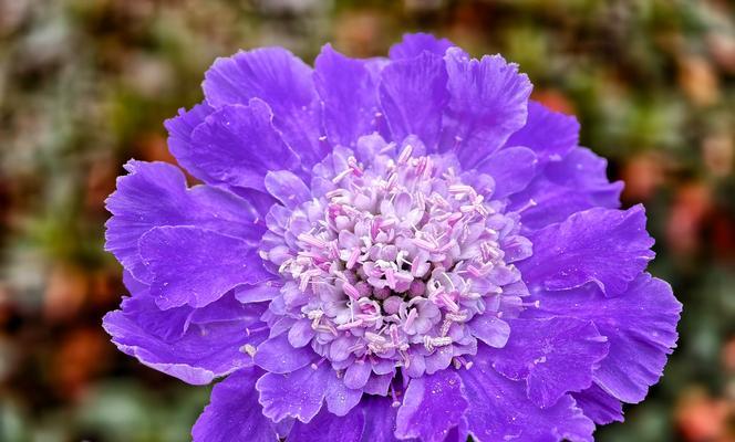 蓝秋花花语是什么意思？蓝秋花象征着什么？