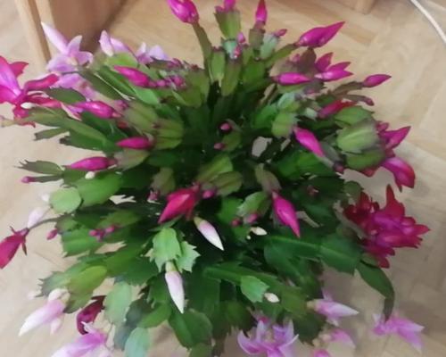 旋爪兰花语是什么？旋爪兰的寓意是什么？