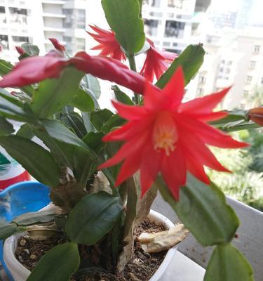 旋爪兰花语是什么？旋爪兰的寓意是什么？
