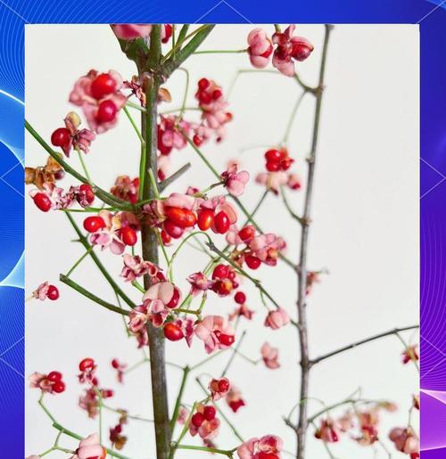 白果树花语有哪些？白果树象征着什么？