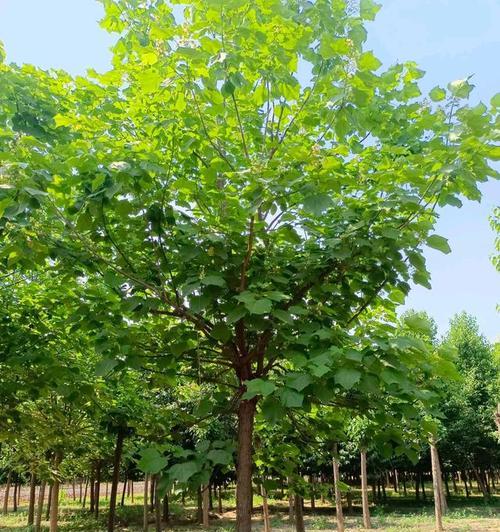 楸树的花语是什么？楸树象征着什么？