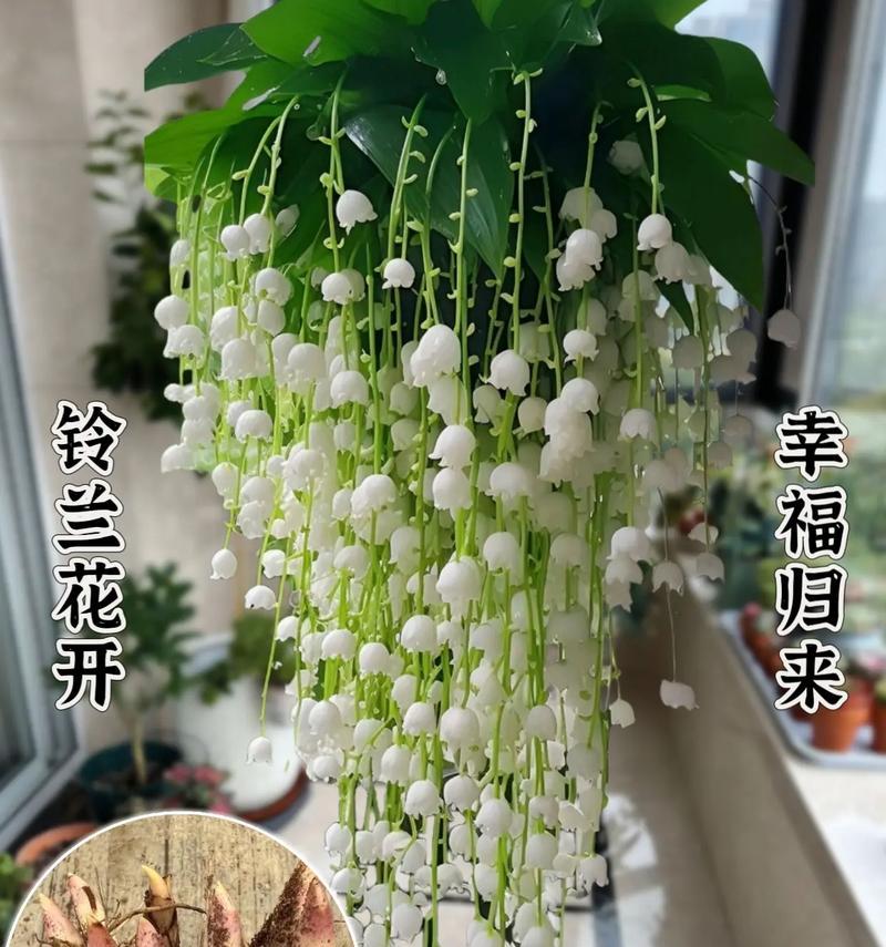 珊瑚玲花的花语有哪些？适合在什么场合摆放？