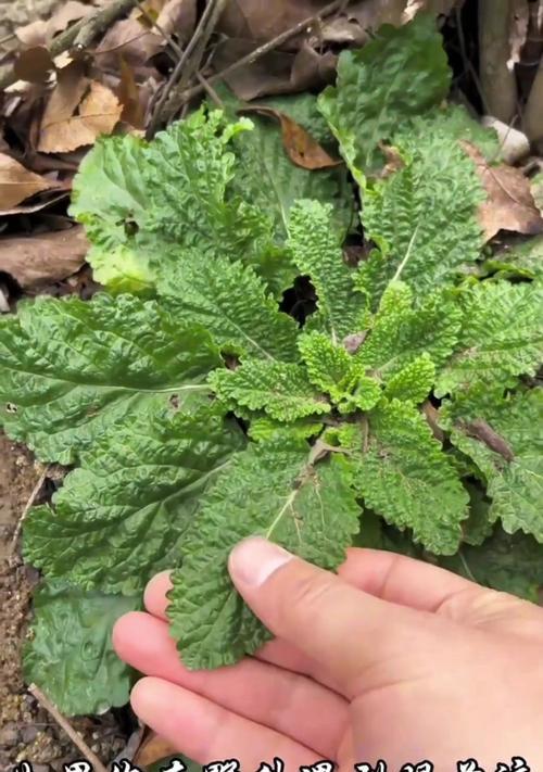 荔枝草的花语含义是什么？它在风水中有何作用？