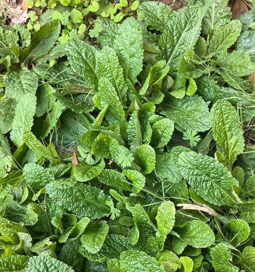 荔枝草的花语含义是什么？它在风水中有何作用？