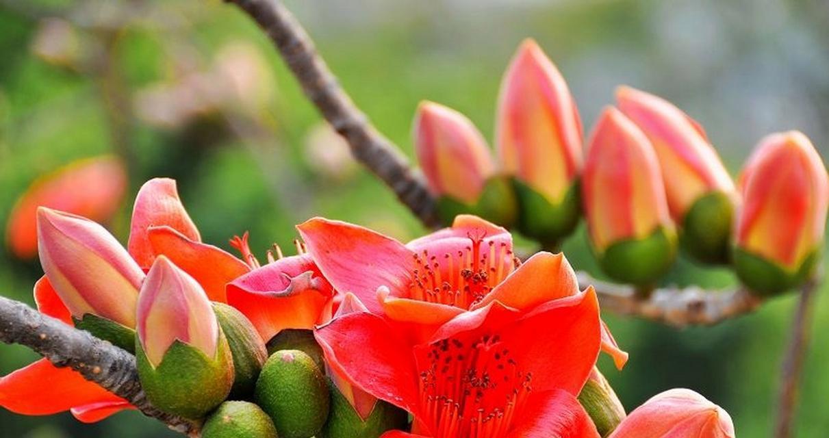 木棉春的花语是什么？它在春天有哪些象征意义？