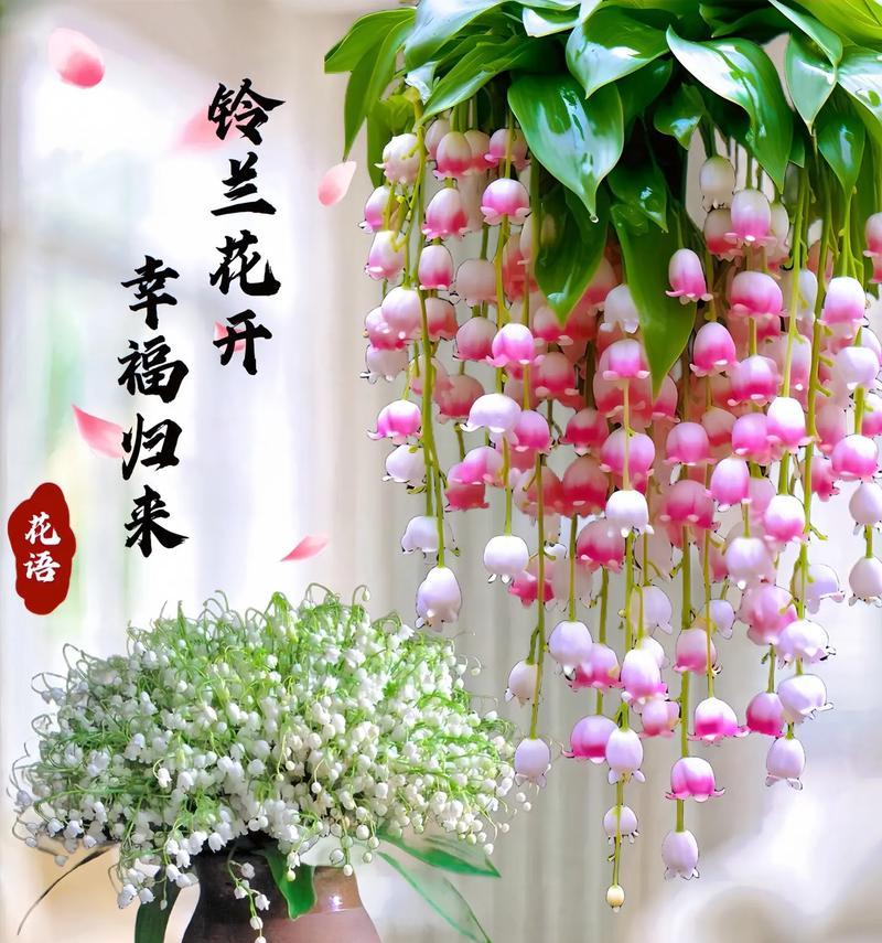 秋季花卉有哪些花语？如何挑选以适应季节变化？