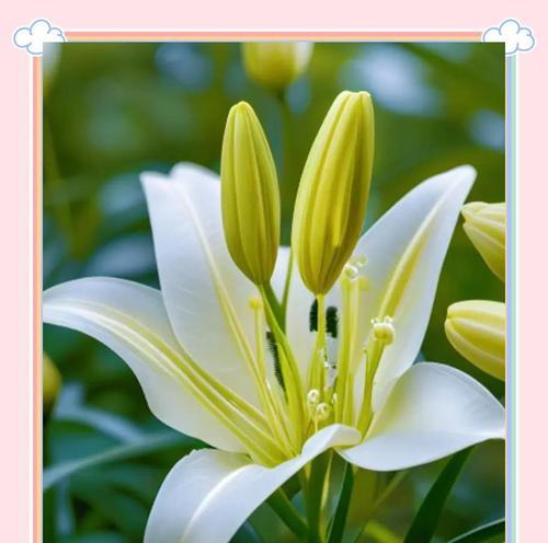 秋季花卉有哪些花语？如何挑选以适应季节变化？