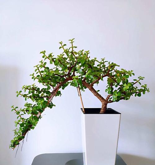 绿宝盆的花语是什么？它对家居环境有何影响？