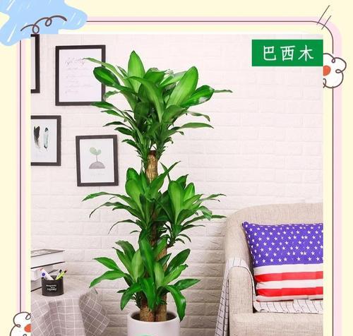 绿宝盆的花语是什么？它对家居环境有何影响？