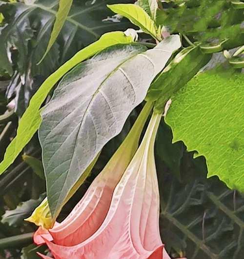 昙花的花语有哪些？为何它被视为神秘之花？