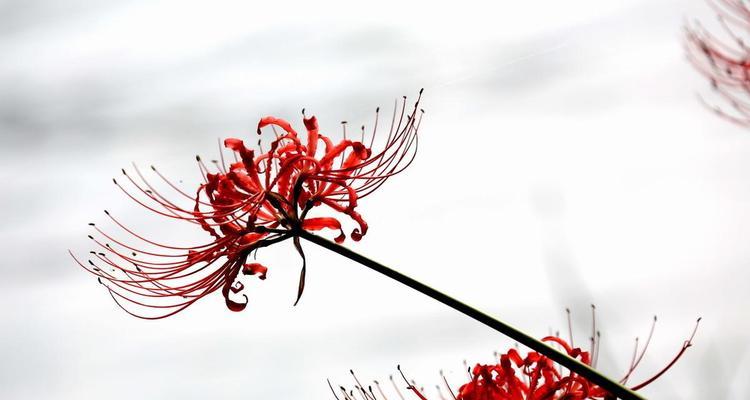 发财柳的花语是什么？它为何被认为是财富的象征？