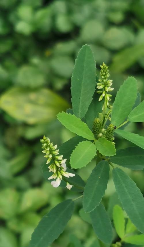 白花草的花语是什么？它在自然界中扮演什么角色？