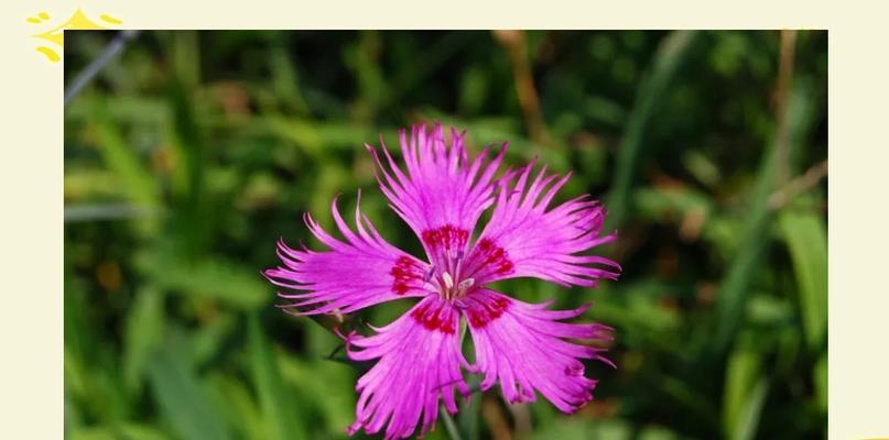 红瞿麦花语代表什么？红瞿麦花语在不同文化中的意义是什么？