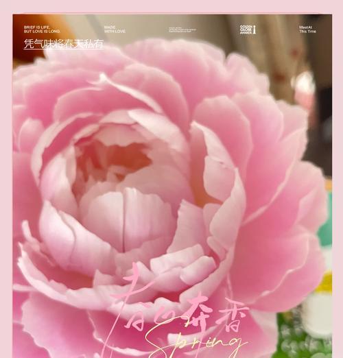 花语有华丽的含义吗？华丽花语在庆典场合的应用是什么？