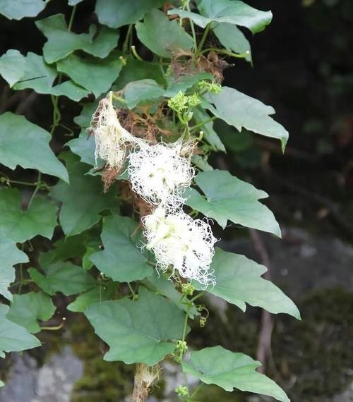 瓜蒌花花语有何深意？瓜蒌花花语在传统医学中的应用是什么？