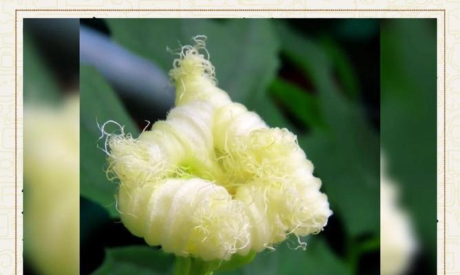 瓜蒌花花语有何深意？瓜蒌花花语在传统医学中的应用是什么？