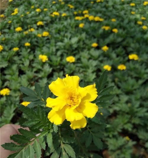 黄孔雀花语代表什么？黄孔雀花语在艺术和设计中的影响是什么？