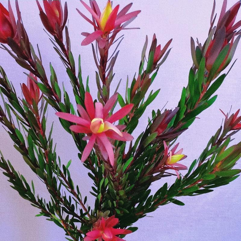木通果花语的象征意义？木通果花语在自然界的独特地位是什么？