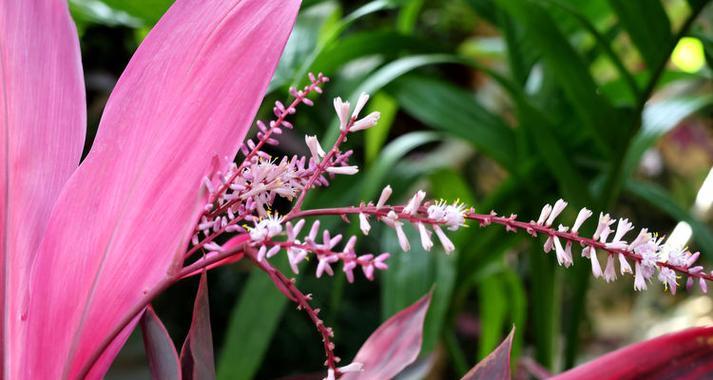 红朱蕉花语有何特点？红朱蕉花语在热带文化中的地位如何？