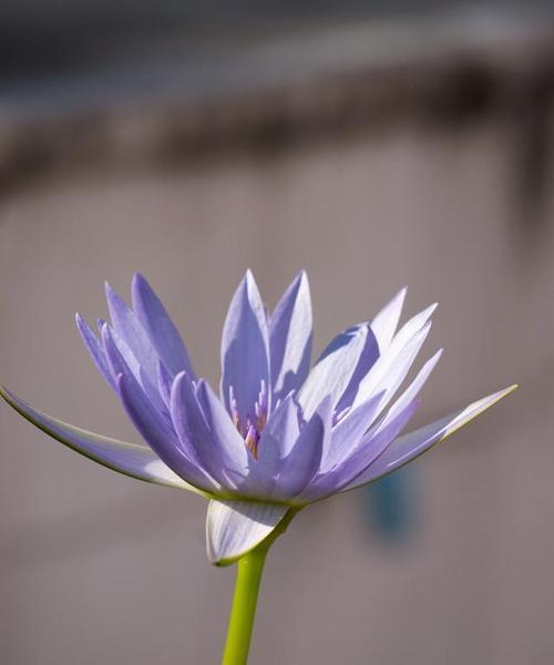 水搭花花语的含义是什么？水搭花花语在水生植物中的意义是什么？