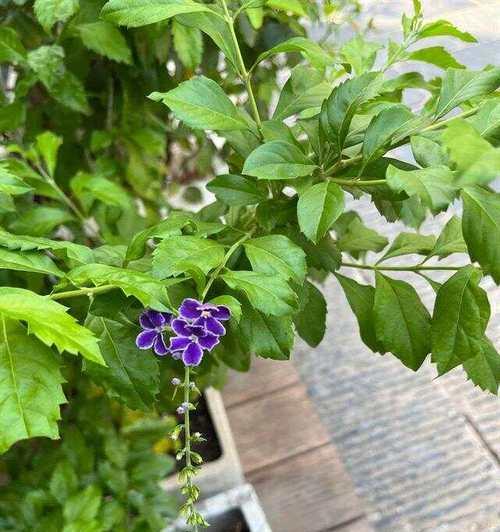 假连翅花语代表什么？在园艺中如何应用？