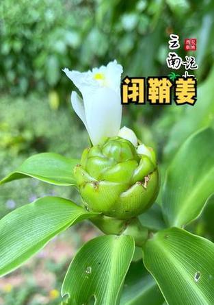 白头花花语有何深意？适合哪种场合赠送？