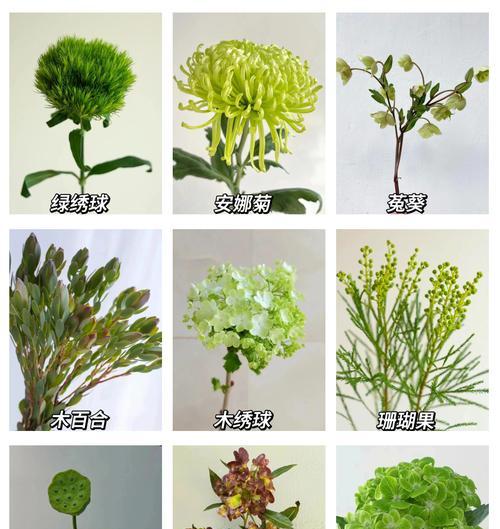 其菟葵花语的含义是什么？适合送给谁？
