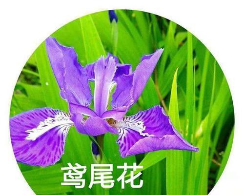 剑竹花花语有哪些独特之处？如何养护？