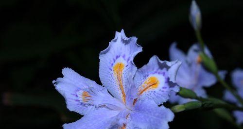 剑竹花花语有哪些独特之处？如何养护？