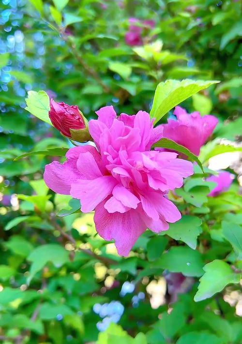 荚蒾花花语的寓意是什么？适合在什么场合使用？