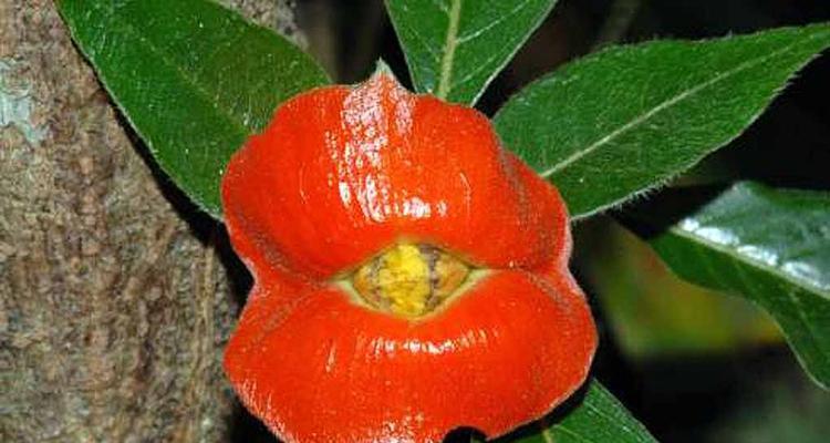 唇花的花语有何特别之处？如何进行繁殖？