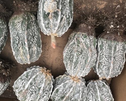孪凤玉花语有何象征意义？如何进行盆栽？