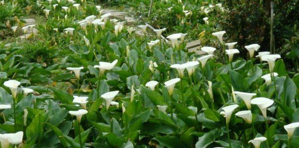 山影拳花语代表了什么？适合在家中摆放吗？