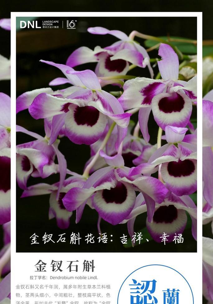 兰花花语有哪些种类？如何挑选合适的品种？